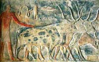 2freres vaches